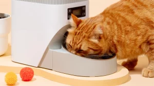 Veterinary Pain Management for Pets